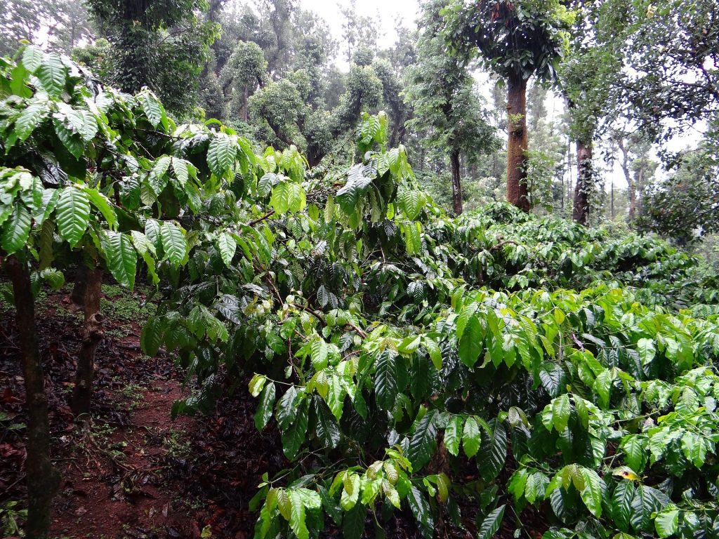 The birthplace of coffee